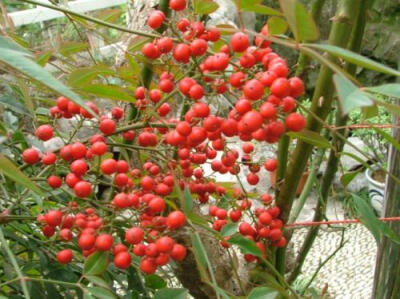 天竺子，（Common Nandina Fruit）别名 天竹子、南竹子、白天竹、白天竹。 来源 为小檗科植物南天竹Nandina domestica Thunb. 的果实。