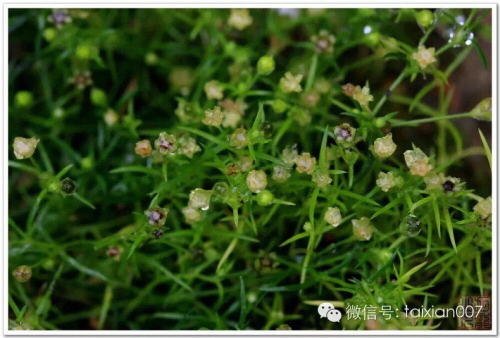 漆姑草，别名：瓜槌草、珍珠草、星宿草、日本漆姑草、腺漆姑草#植物##野草# 石竹科、漆姑草属一年生小草本，高5-20厘米，上部被稀疏腺柔毛。茎丛生，稍铺散