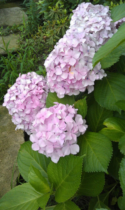 紫阳花