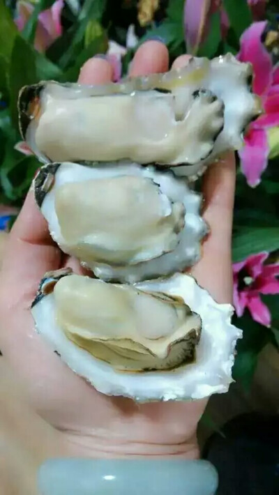 冬天的蛎子最好吃