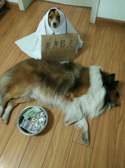 哈哈，萌