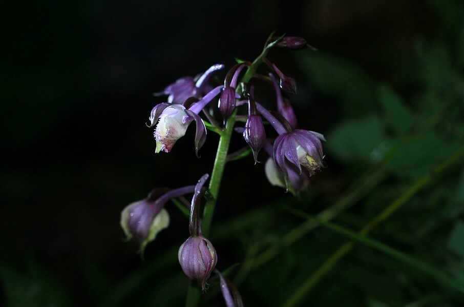 Calanthe alpina 流苏虾脊兰，虾脊兰属。