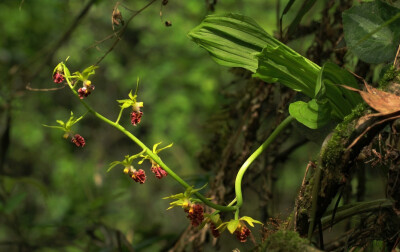 Calanthe tricarinata 三棱虾脊兰，虾脊兰属。