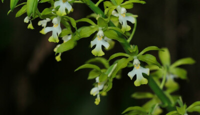 Calanthe yuana 峨边虾脊兰，虾脊兰属。