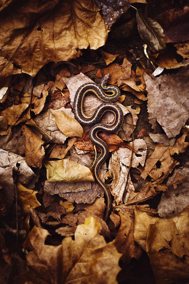 蛇的图片大全唯美图片