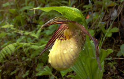 Cypripedium farreri 华西杓兰，杓兰属。