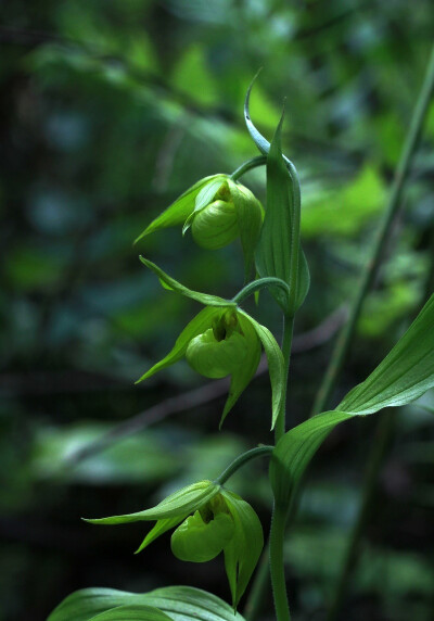 Cypripedium henryi 绿花杓兰，杓兰属。