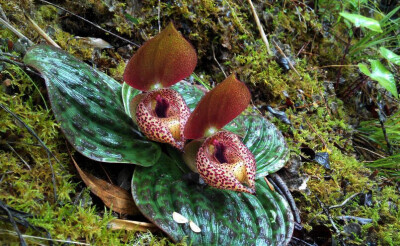 Cypripedium lichiangense 丽江杓兰，杓兰属。