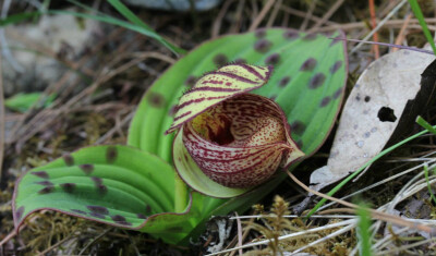 Cypripedium margaritaceum 斑叶杓兰，杓兰属。