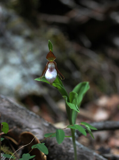 Cypripedium plectrochilum 离萼杓兰，杓兰属。