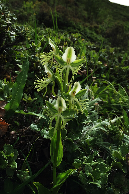 Habenaria mairei 棒距玉凤花，玉凤花属。