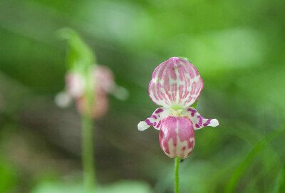 Cypripedium guttatum 紫点杓兰，杓兰属。