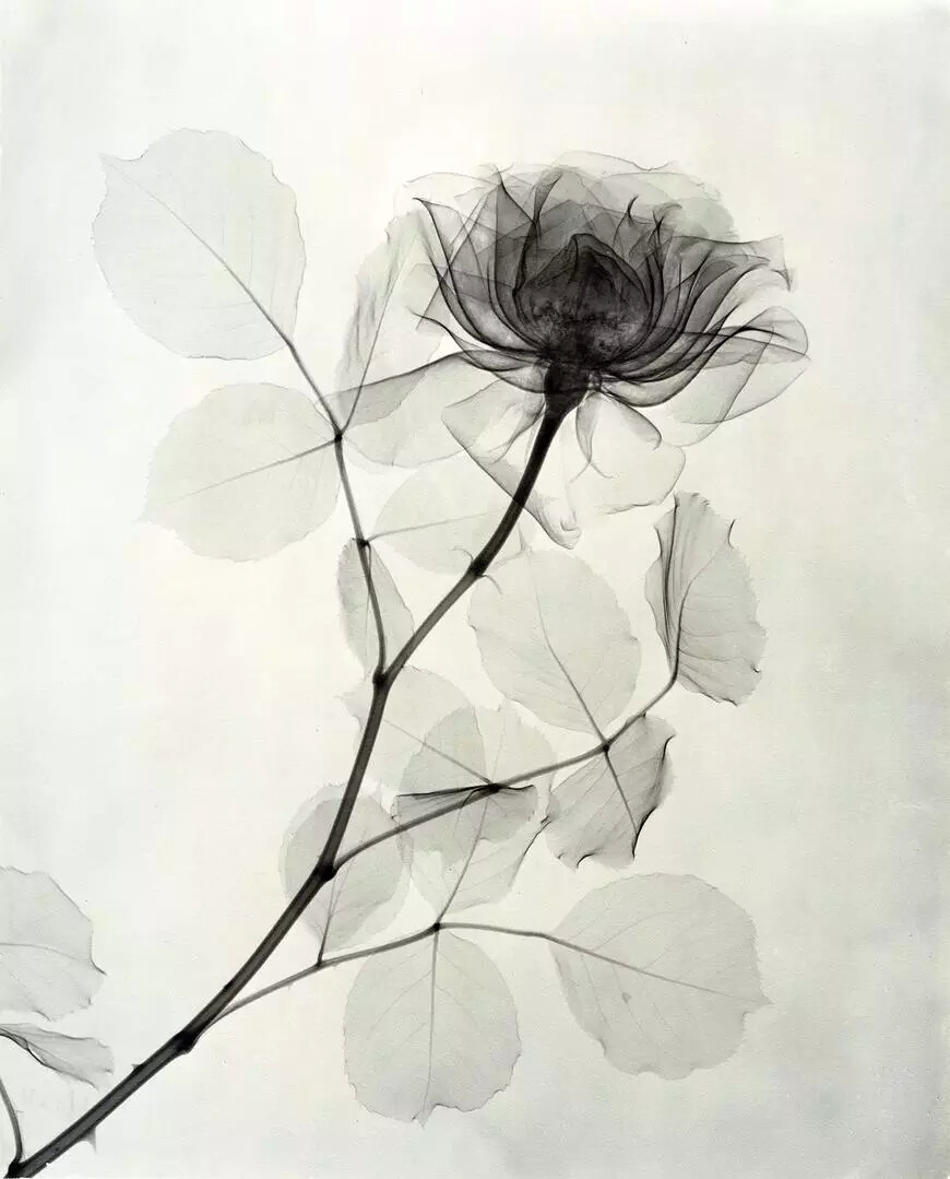 Dain L. Tasker于上世纪20-30年代，利用X光技术，为花朵拍摄了这些极简而又极美的肖像照：你看到的似乎不是花的形，而是花之心，花之魂，花之风骨……