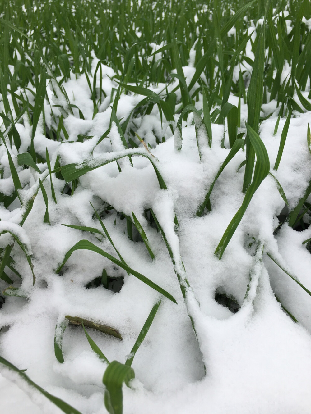 小雪