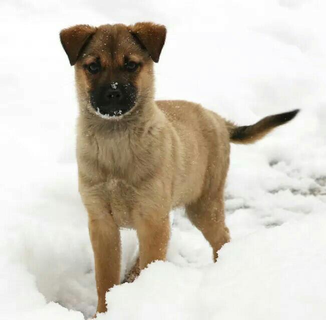 雪中唯我独尊