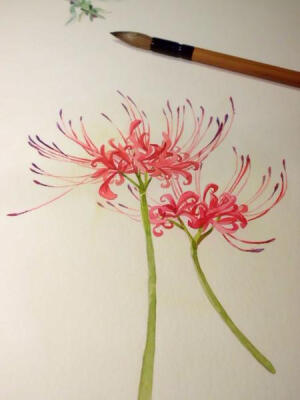 曼珠沙华（红色彼岸花）意义：无尽的爱情、死亡的前兆、地狱的召唤。