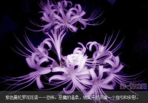 　紫色曼陀罗花花语——恐怖。
　　恶魔的温柔，给离开的灵魂一个指引和安慰