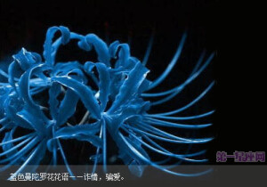 蓝色曼陀罗花花语——诈情，骗爱