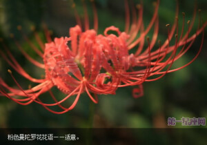 　　粉色曼陀罗花花语——适意。
　　生生不息的希望。