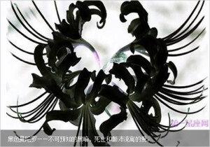 　黑色曼陀罗花花语——不可预知的黑暗、死亡和颠沛流离的爱。
　　凡间的无爱与无仇，被伤害的坚韧创痍的心灵，生的不归之路。