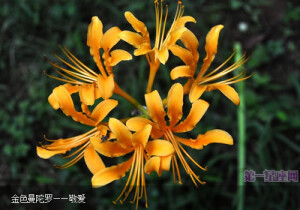 　金色曼陀罗花花语——敬爱。
　　天生的幸运儿，有着不止息的幸福，以及对爱的敬仰与羡慕。