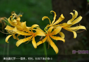 　黄色曼陀罗花花语——尊贵，权利，纷扰不息的争斗
　　权贵和地位的纷争，在爱情里充满了斗争，权力以及地位