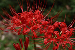 尘缘，梦魇。三生石畔，彼岸花开，相濡以沫，花开不落