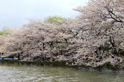 东京上野恩赐公园园内樱花数目多达1200棵。风过之处，落樱雨下，十分壮观。代表性的樱花品种「染井吉野」，因为是在1885年左右于上野公园所发掘而出的才得以将其美名遍传全国。每年樱花季节，都要在此举此举办隆重的…