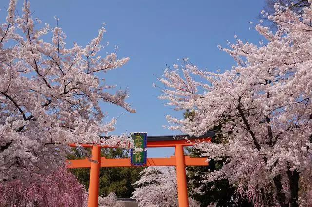 京都平野神社是京都的赏樱名所之一。自从公元985年开始，这座神社每年就会举办樱花祭，也是京都历史最为悠久的樱花祭。在每年4月10日樱花祭那天，庆典队伍将从神社出发，环绕周围社区一番再返回神社，那神轿，花山车和武士队列格外引人注目。