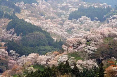 日本奈良县吉野山以樱花而闻名，有日本第一之誉，春天来时，粉红色的樱花开满山野，被称为“吉野千本樱”。从山脚到山顶遍植樱树，春来樱花满山。以樱花盛开而闻名的吉野山，被分为四个部分，到每年的4月份，樱花按…