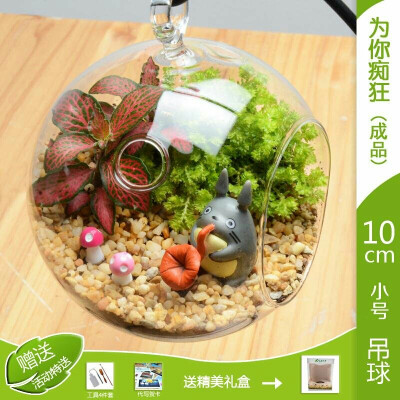 苔藓微景观 成品