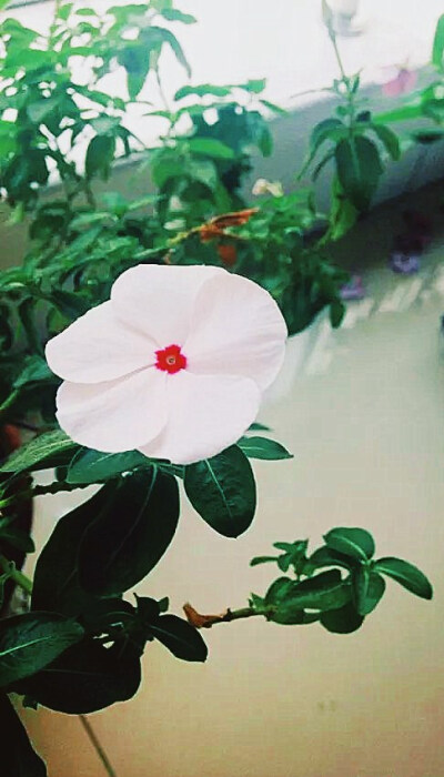 我的小花❀