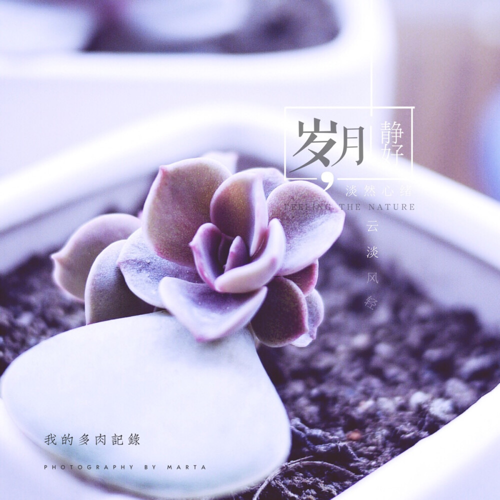 紫珍珠