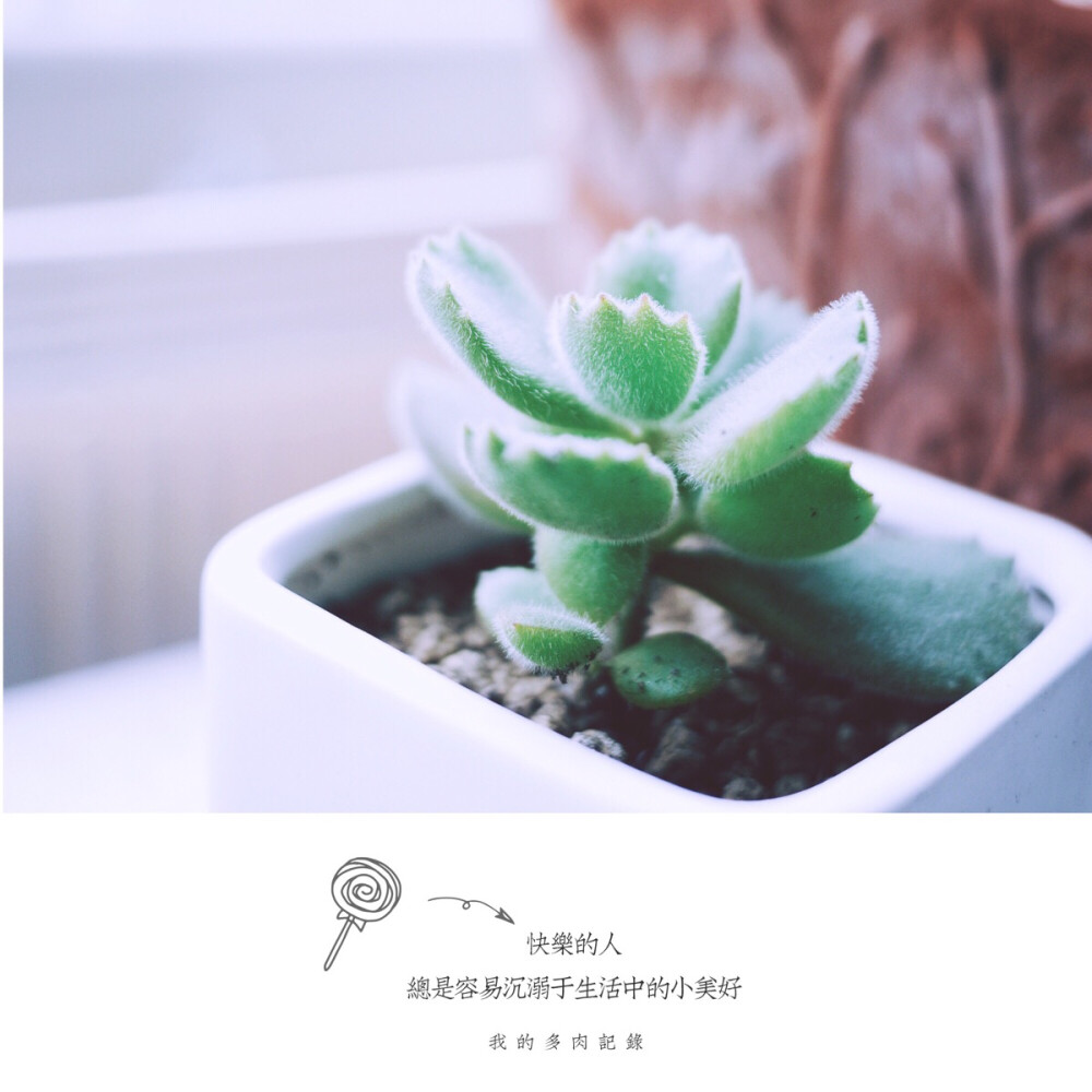 熊童子