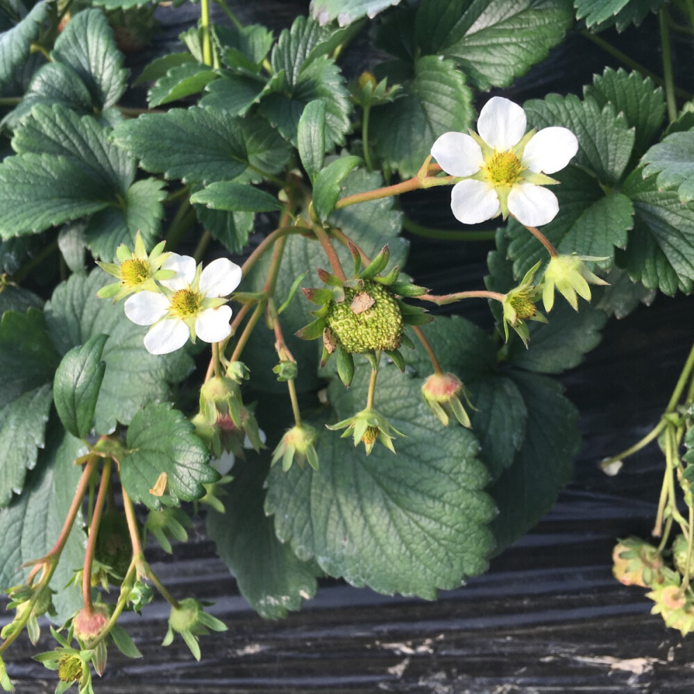 草莓花❀