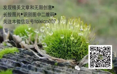 苔藓微信公众号：taixian007