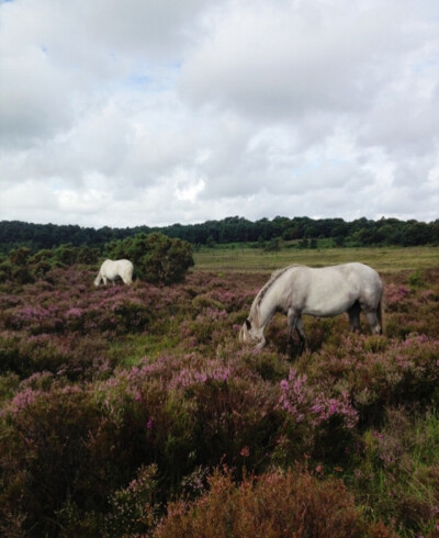 New forest by GEORGIA VERRELLS