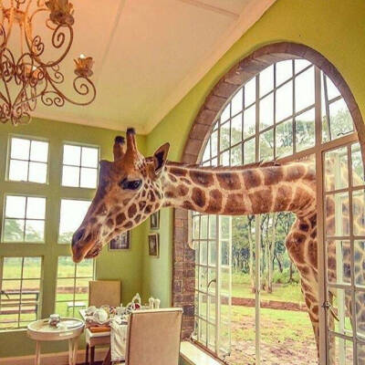 肯尼亚内罗毕有一家以长颈鹿为主题的酒店名为 “ GIRAFFE  MANOR  长颈鹿庄园你想去吗？？？