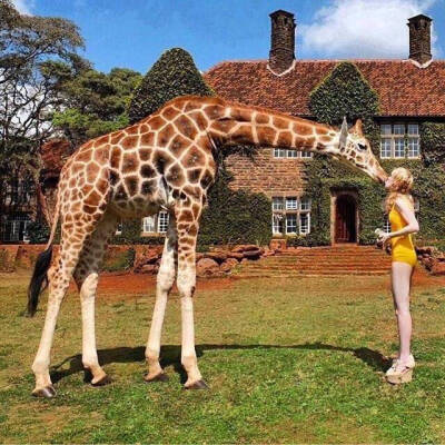 肯尼亚内罗毕有一家以长颈鹿为主题的酒店名为 “ GIRAFFE  MANOR  长颈鹿庄园你想去吗？？？