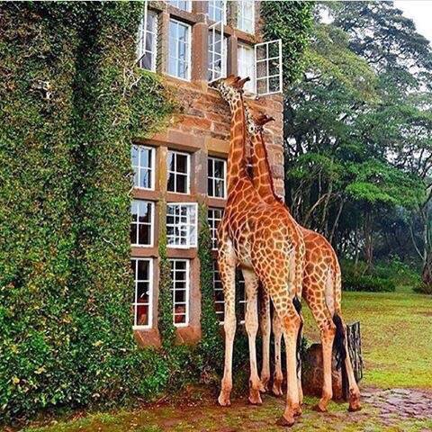 肯尼亚内罗毕有一家以长颈鹿为主题的酒店名为 “ GIRAFFE  MANOR  长颈鹿庄园你想去吗？？？