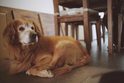 小刀，姜老刀家的狗狗，今年已经15岁了