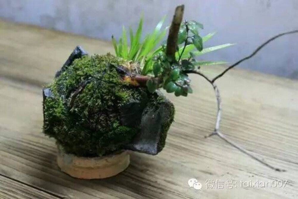 苔藓球菖蒲