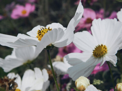 格桑花