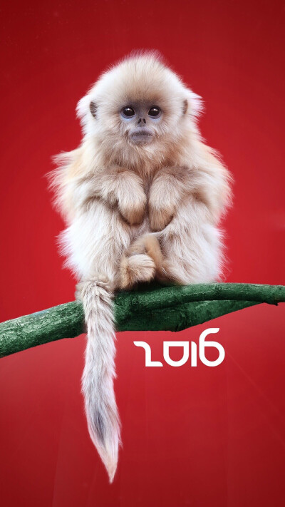 Happy New Year 新年快乐
Happy Monkey Year 猴年