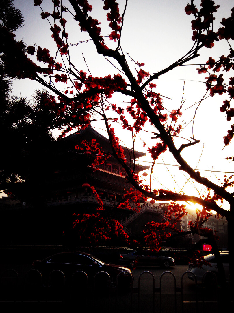 長安鐘樓 桃花樹下 夕陽西下 