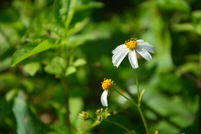 小雏菊