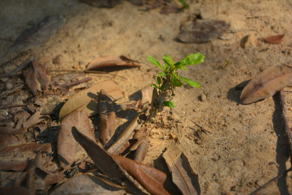 沙地中的一抹绿意