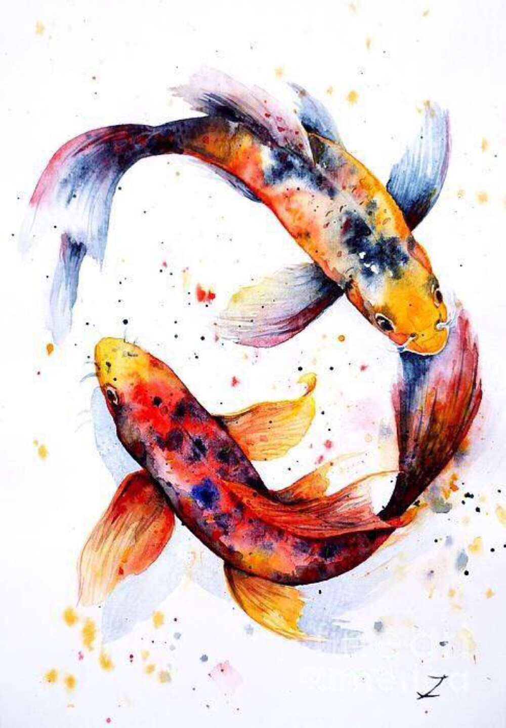 手绘 水彩 锦鲤 鱼（来自微博）