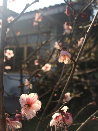 梅园 无锡 2016年2月9日