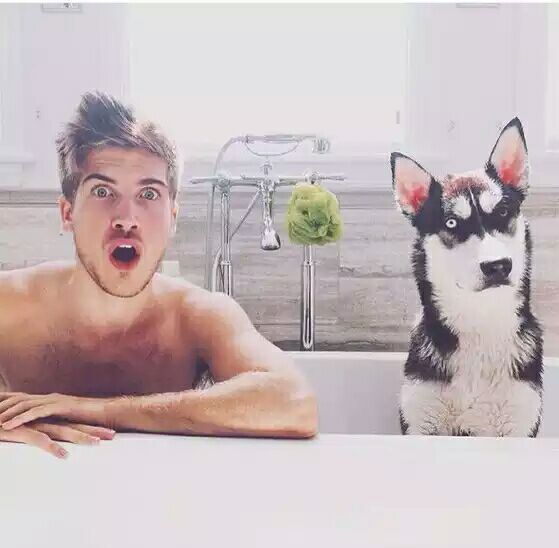 男生头像。 欧美。 哈士奇。 『日以暮』